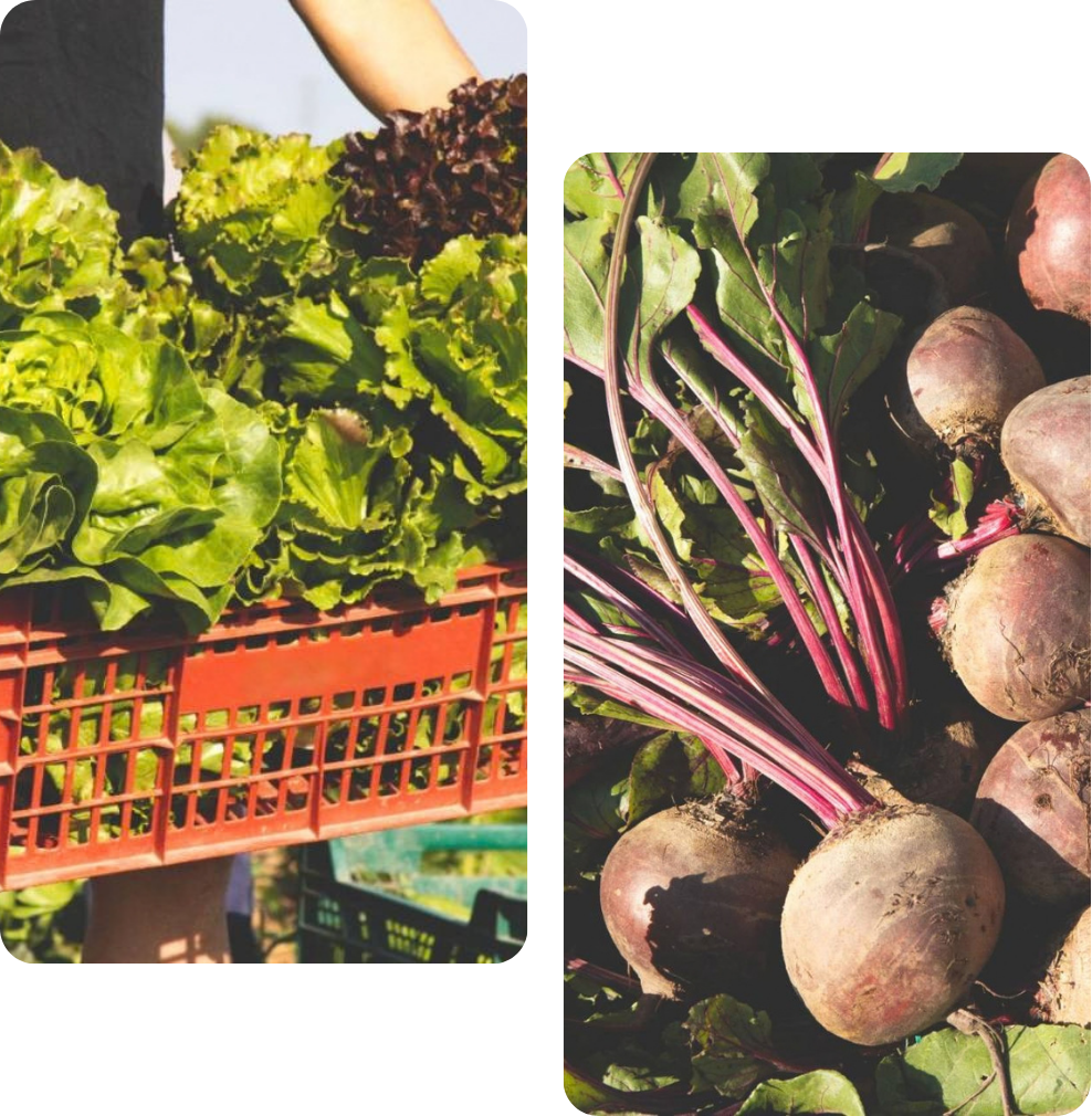 Productes de l’hort