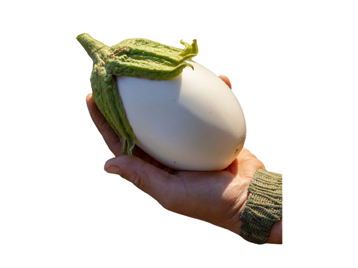 alberginia