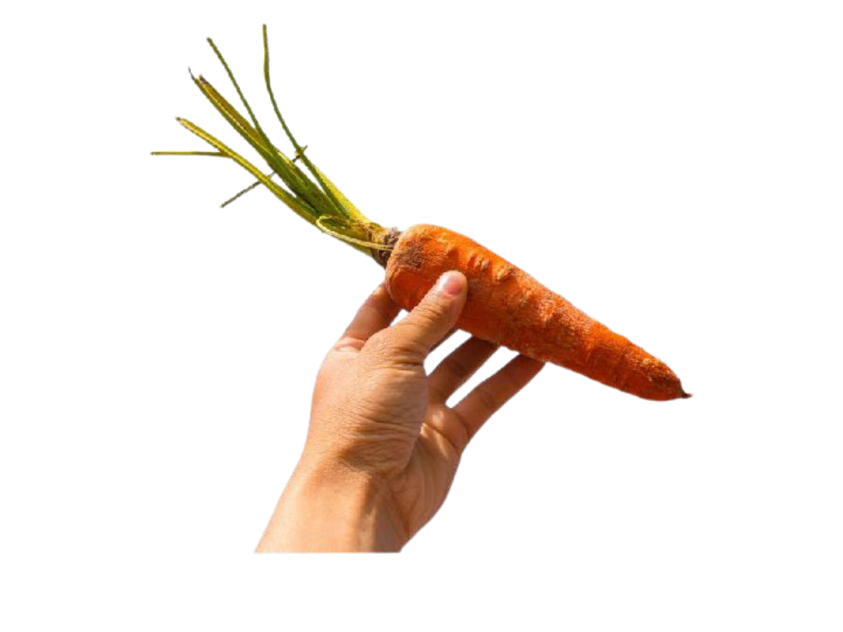 pastanaga png